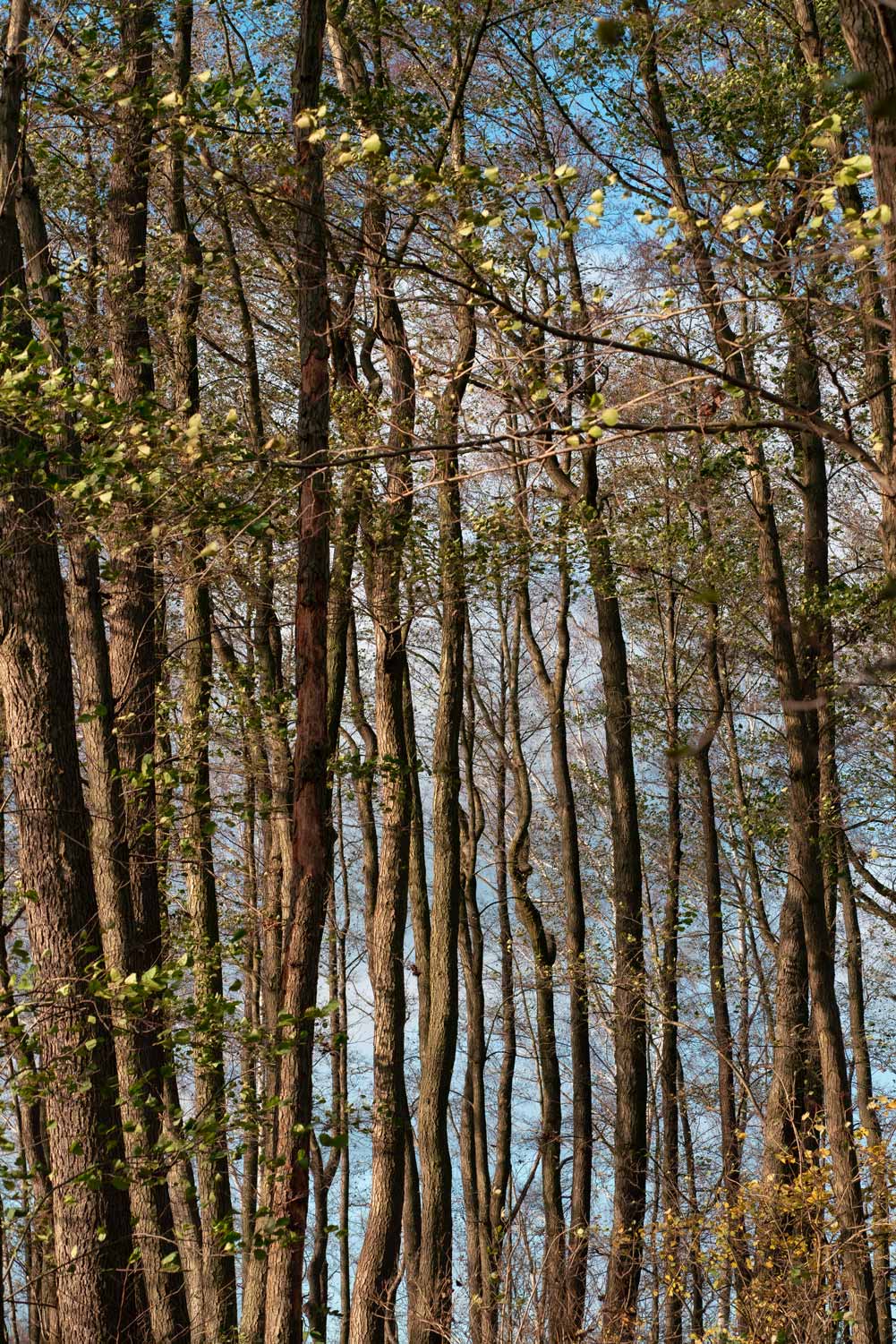 Uckermark, Bäume 2 2019