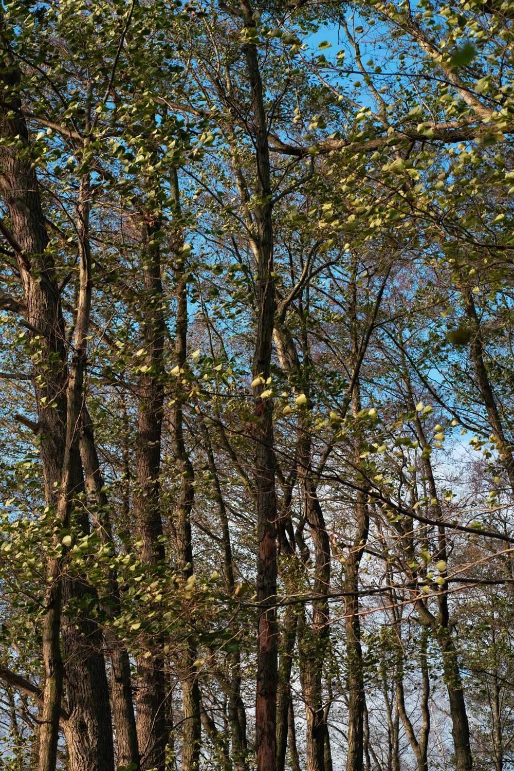 Uckermark, Bäume 1 2019